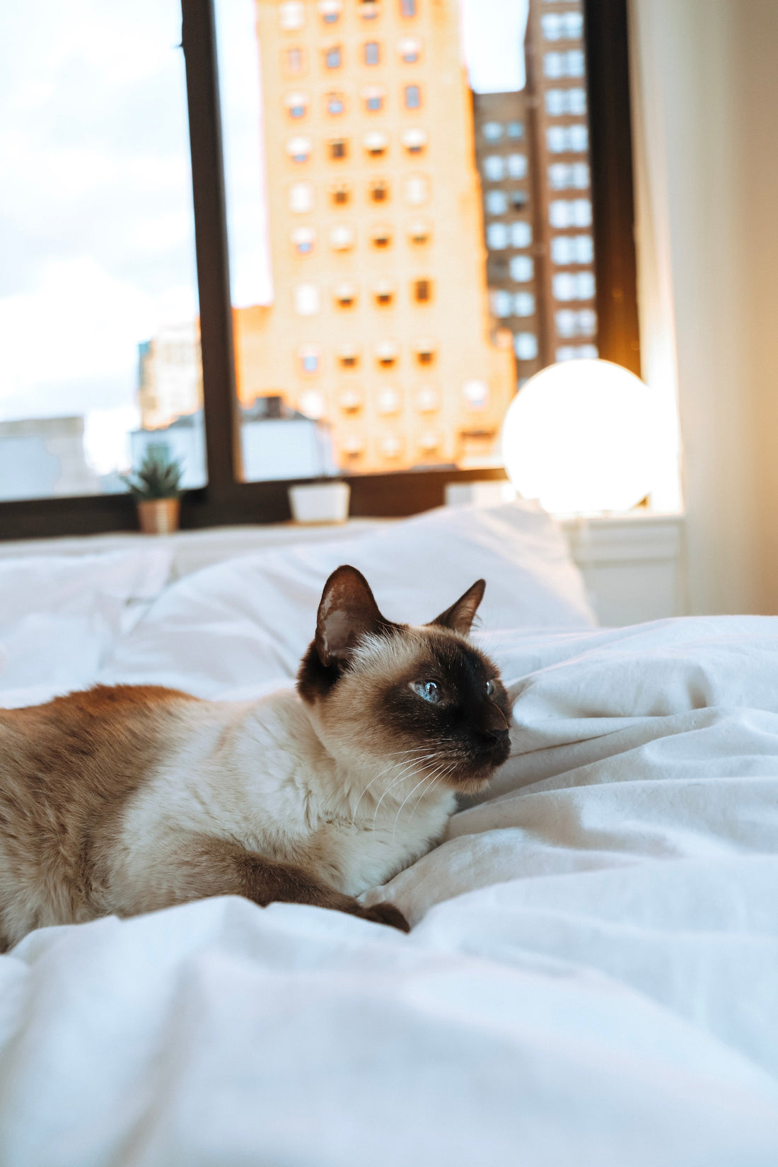 Science Based Sleep Tricks